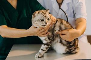 Checking the breath. Male veterinarian in work uniform listening to the breath of a small dog with a phonendoscope in veterinary clinic. Pet care concept photo