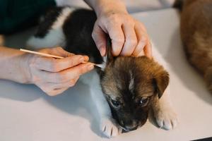 comprobando la respiración. veterinario masculino con uniforme de trabajo escuchando el aliento de un perro pequeño con un fonendoscopio en una clínica veterinaria. concepto de cuidado de mascotas foto