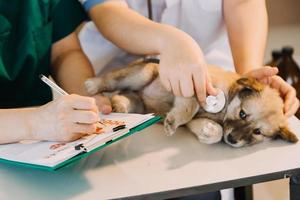 comprobando la respiración. veterinario masculino con uniforme de trabajo escuchando el aliento de un perro pequeño con un fonendoscopio en una clínica veterinaria. concepto de cuidado de mascotas foto