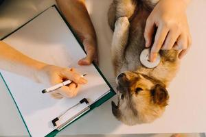 comprobando la respiración. veterinario masculino con uniforme de trabajo escuchando el aliento de un perro pequeño con un fonendoscopio en una clínica veterinaria. concepto de cuidado de mascotas foto