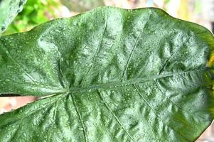 Taro leaves exposed to water droplets. Close up photo