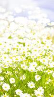 The beautiful chamomile flowers on the field photo