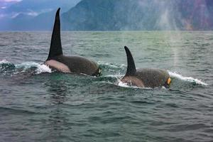 Selective focus. Two killer whales in the wild resting photo