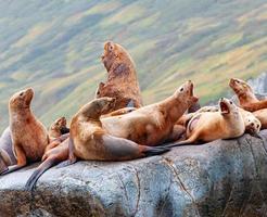 león marino de steller en roca en la península de kamchatka foto