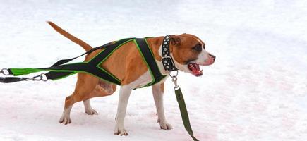 dog in the winter competitions Weight pulling photo