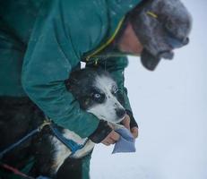 el musher se pone cubiertas de patas husky foto