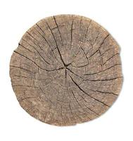 Top view of tree stump texture for background photo