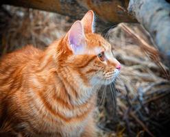 Beautiful Red Cat bobtail hunts in the forest photo