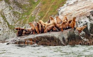 Rookery Steller sea lions. Island in Pacific Ocean near Kamchatka Peninsula. photo