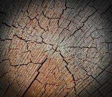 Wood texture of cut tree trunk, close-up photo