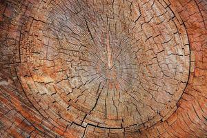 Wood texture of cut tree trunk, close-up photo