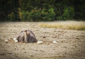 Male African ostrich in nest sitting on the eggs until they hatch photo