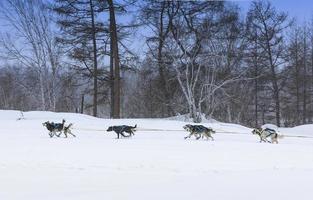 el trineo tirado por perros corriendo en un paisaje invernal foto