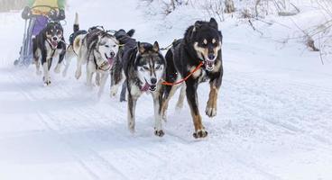 musher hiding behind sleigh at sled dog race on snow in winter. Selective focus photo