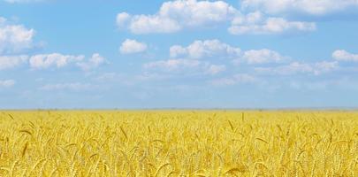 Yellow agriculture field with ripe wheat and blue sky with clouds. Selective focus photo