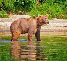 oso pardo kamchatka en el lago en verano foto