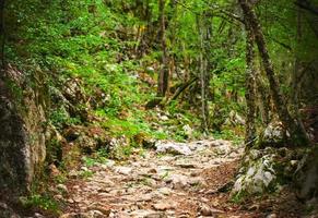 ancient stone road in green forest. Selective focus photo