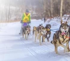 musher escondido detrás del trineo en la carrera de perros de trineo en la nieve en invierno. enfoque selectivo foto