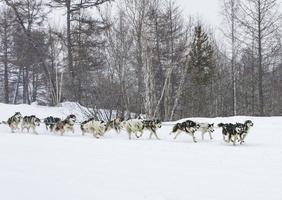 el trineo tirado por perros corriendo en un paisaje invernal foto