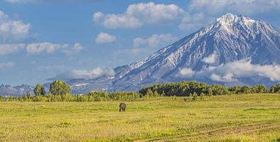 Volcano and meadow with a horse in Kamchatka Peninsula photo