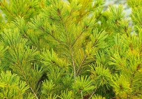 beautiful green pine brancheh. Close up. Selective focus photo