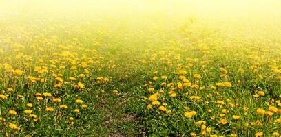 Green field with yellow dandelions. Closeup of yellow spring flowers on the ground photo