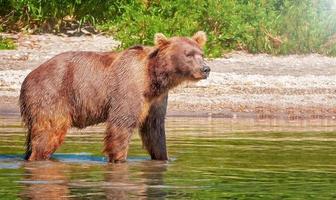 oso pardo kamchatka en el lago en verano foto