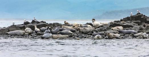 The Sea lions on the rookery on the Kamchatka Peninsula photo