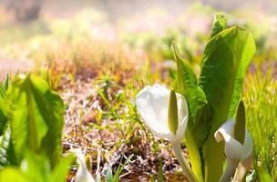 lysichiton de kamchatka, lysichiton camtschatcensis, durante la floración foto