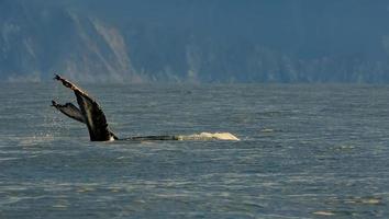 Selective focus. Humpback whale swimming in the Pacific Ocean, tail of the whale diving photo