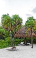 palmeras sombrillas tumbonas resort de playa playa del carmen mexico. foto