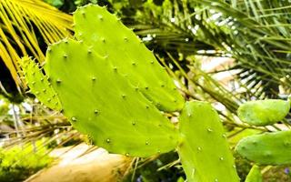 Tropical cacti cactus plants natural jungle Puerto Escondido Mexico. photo