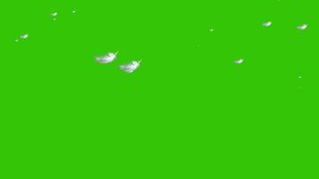 plumas de pájaro blanco cayendo sobre la pantalla verde o el fondo de la clave cromática. animación 4k realista. video