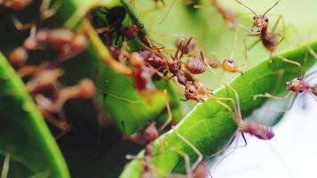 hormigas rojas ayudándose mutuamente a tirar hojas