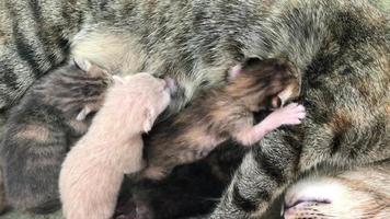 A kitten is suckling milk from a mother cat, Newborn video