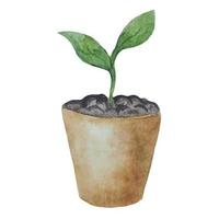 a young sprout in a pot, germination of plants, a seedling in a pot, watercolor illustration of a potted plant vector