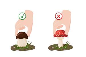 Poisonous and edible mushrooms concept. Forest wild mushrooms types Fly agaric and Cep. Picking rules vector illustration on a white background.