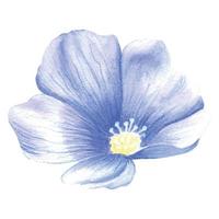 Blue-purple flax flower. A blue flower painted in watercolor. Wild spring watercolor flower. An isolated element of the flax illustration. vector