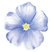 Blue-purple flax flower. A blue flower painted in watercolor. Wild spring watercolor flower. An isolated element of the flax illustration. vector