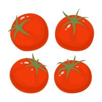 conjunto de tomates. vegetales rojos frescos, comida orgánica saludable vegetariana y vegana. ilustración vectorial aislado sobre fondo blanco. vector