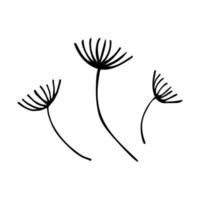 Dandelions flowers in doodle style. Black and white vector