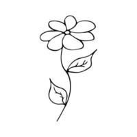 Chamomile vector black and white illustration in doodle style