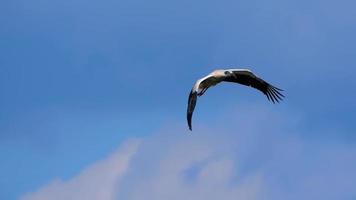 A white stork with a red beak flies in the blue sky video