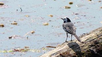 A gray wagtail perched on a tree trunk in the marsh video