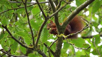 un écureuil roux sur une branche écosse une noix video