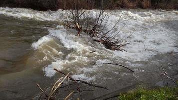 Muddy river flows fast with branches in the middle of the water video