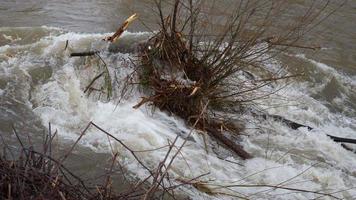 modderig rivier- stromen snel met takken in de midden- van de water video