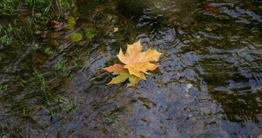 Two autumn leaves are carried away by the current of the river video
