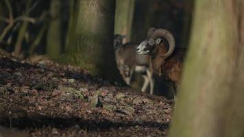 captura de muflón en zoo video