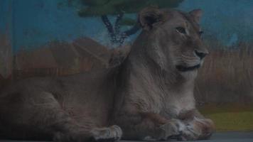 captura de león africano en zoológico video